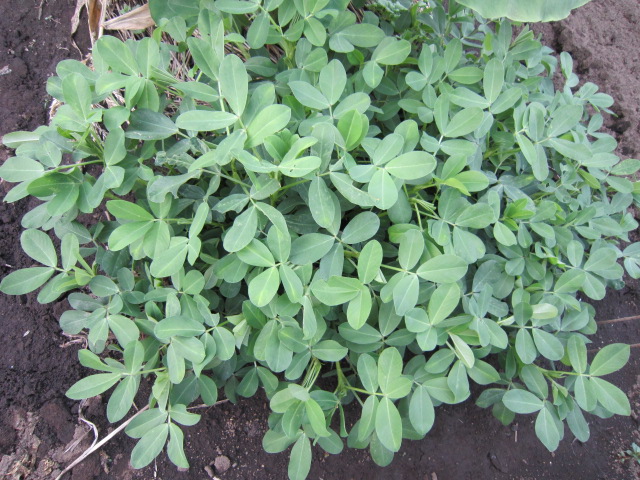 20120804落花生.jpg