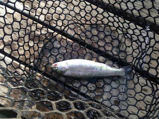釣り