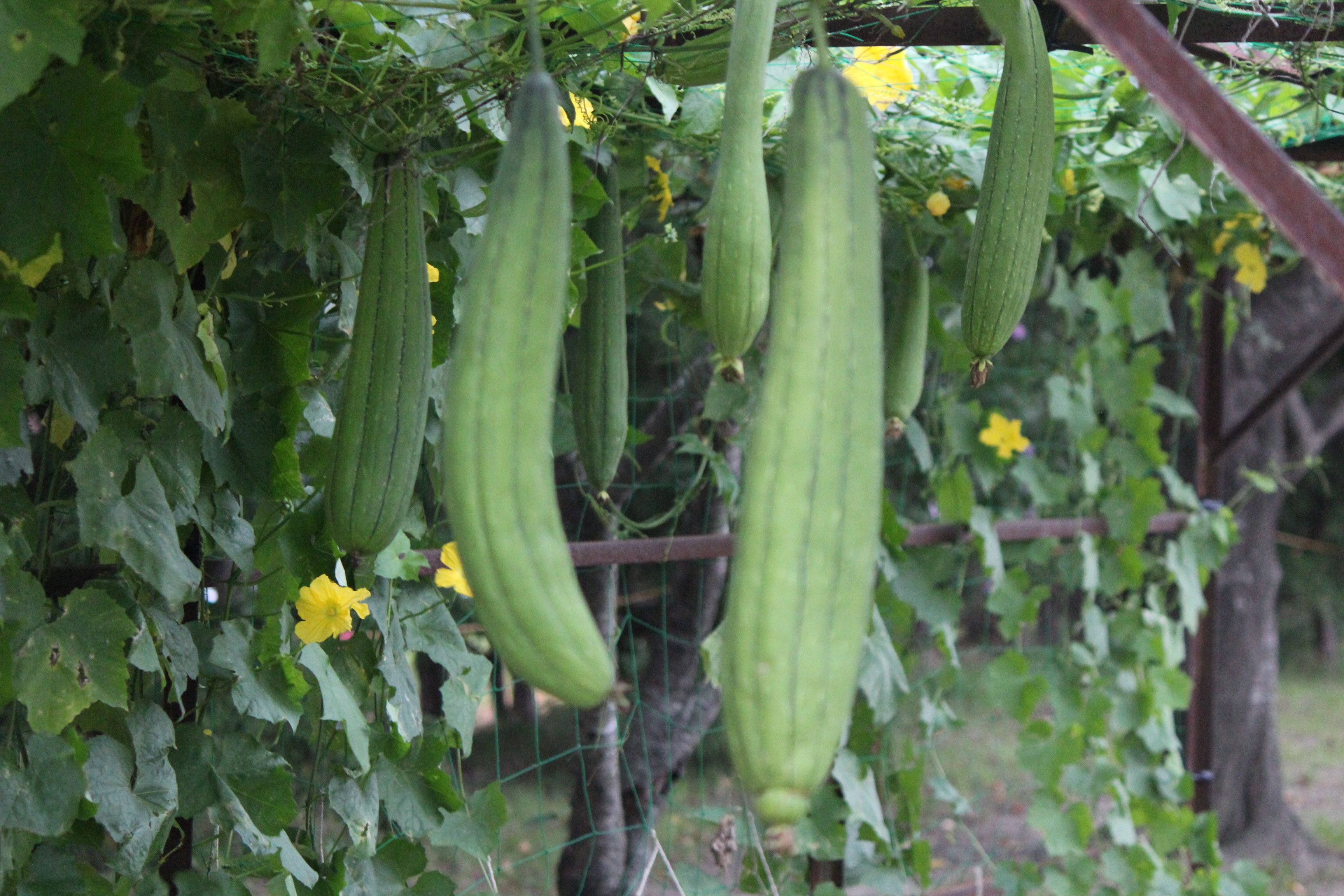 ヘチマ つれづれ日記 楽天ブログ ヘチマ つれづれ日記 楽天ブログ