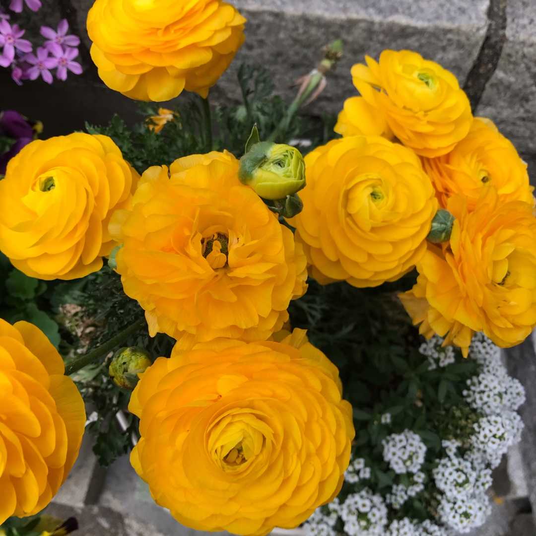 特殊漫画家 山田花子 そういちの平庵 Ceeport 楽天ブログ