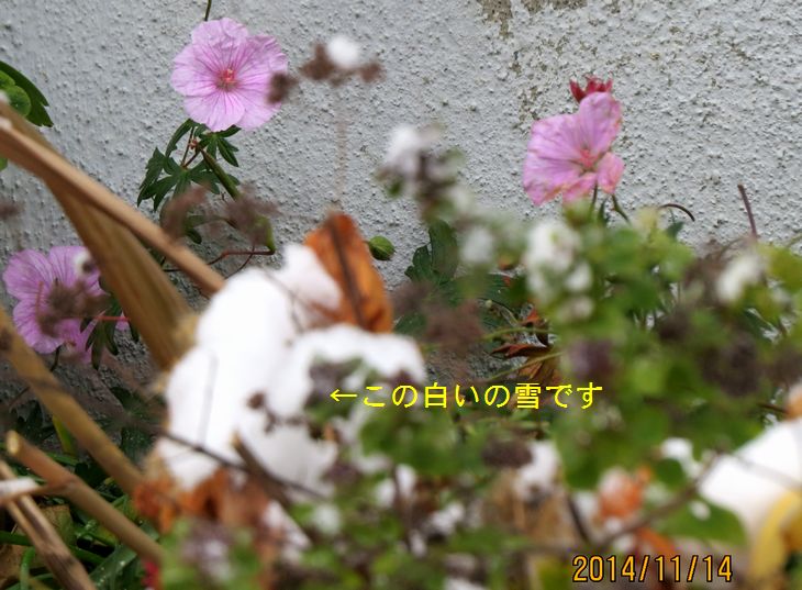 １１／１４雪の中のフウロソウ.jpg