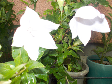 DSCN5759.jpg