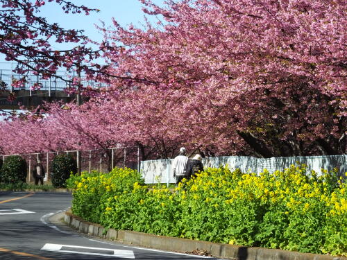 三浦海岸の河津桜