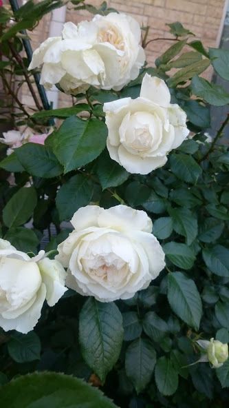 咲けば気が付く 香りのバラ ボレロ バラと仕事と子育てと 楽天ブログ