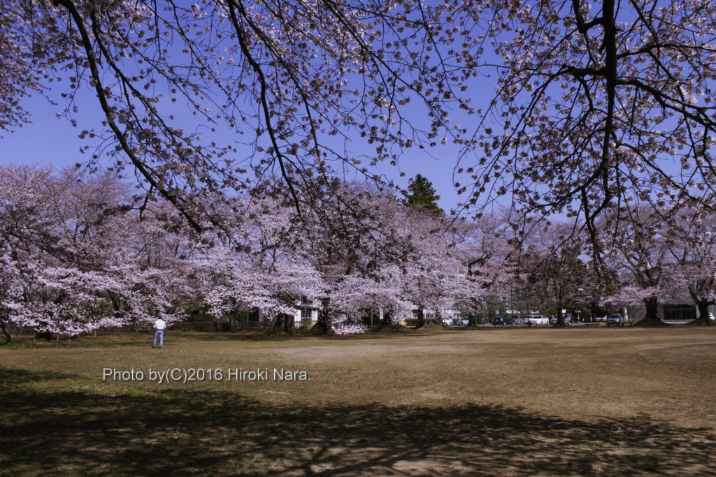 光景　sight0497 桜　サクラ　cherry blossom 春　spring