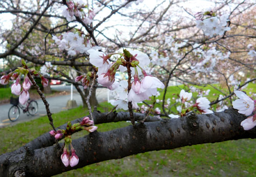 桜２.jpg