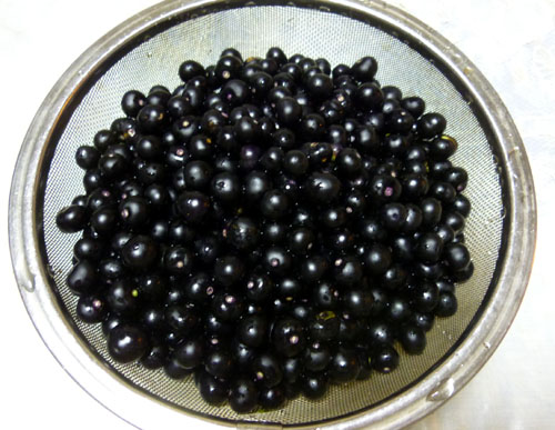 ガーデンハックルベリー２.jpg