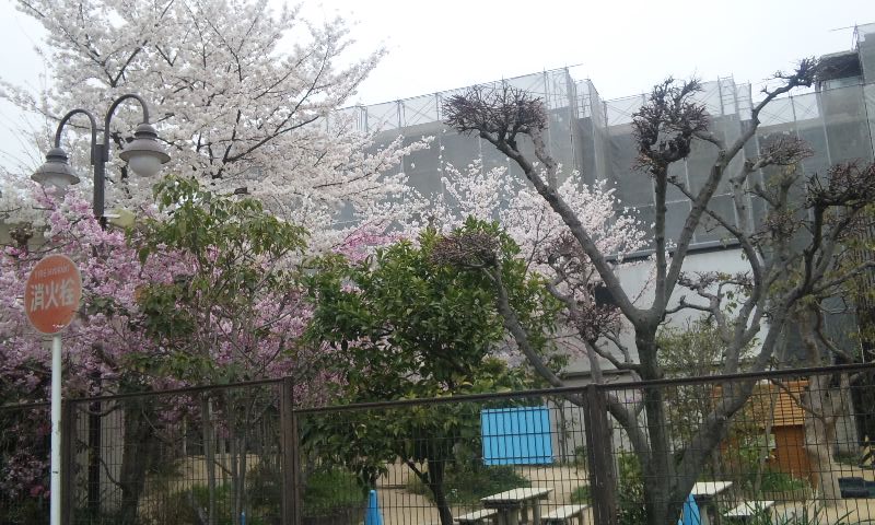 近所の桜満開４.jpg