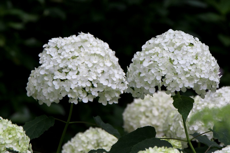 長居植物園_18-7.jpg