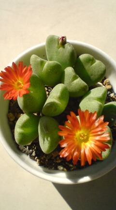 20121209203446.jpg