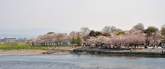 桜６