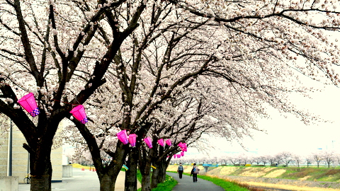 武庫川の桜・提灯