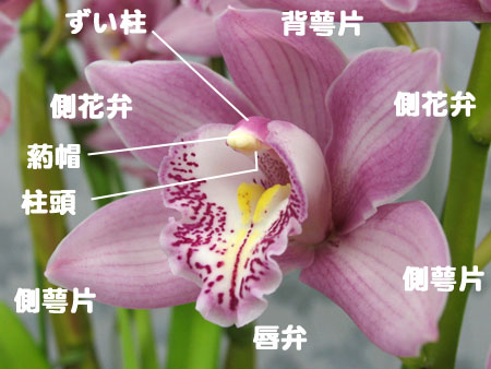 シンビジュームのお花の構造