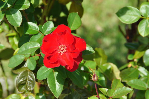 おとぎの森　秋薔薇