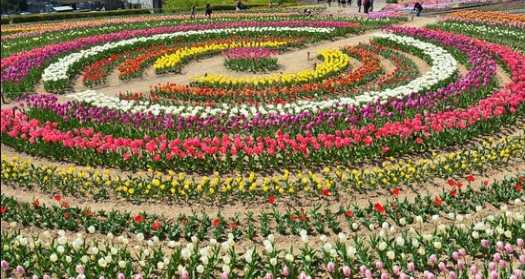 園芸 この世に花と愛と平和を 楽天ブログ