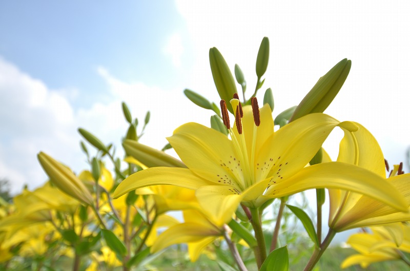 百合の花