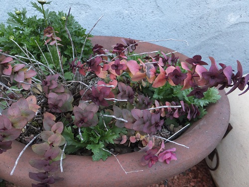 オレガノケントビューティー