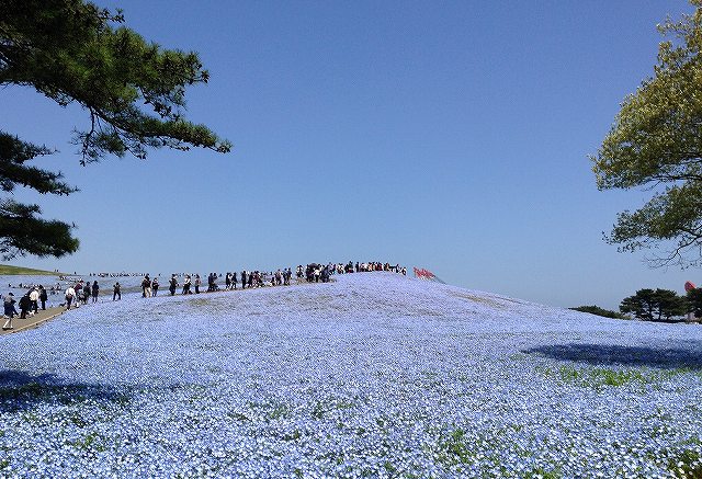 2016ネモフィラ