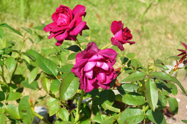 おとぎの森公園　秋の薔薇