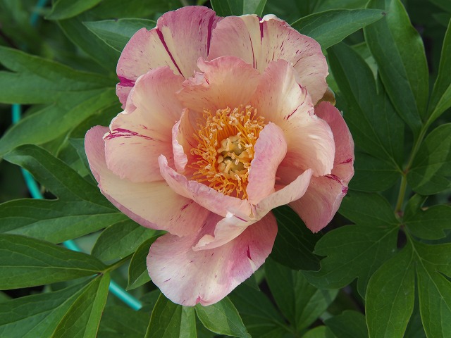 P5010742.jpg