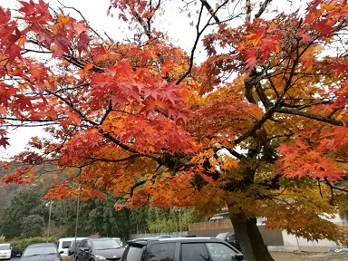 京都　洛北・鷹ヶ峰の紅葉