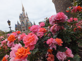 Flower47
