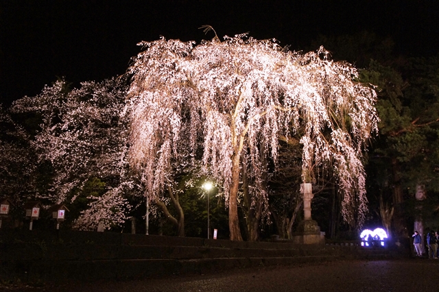 高田公園のしだれ桜