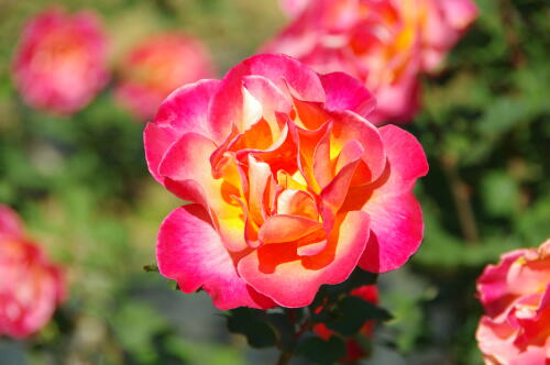 生田緑地ばら苑の秋薔薇