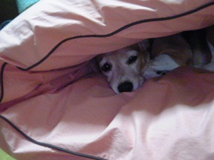 V6010007 - コピー.JPG