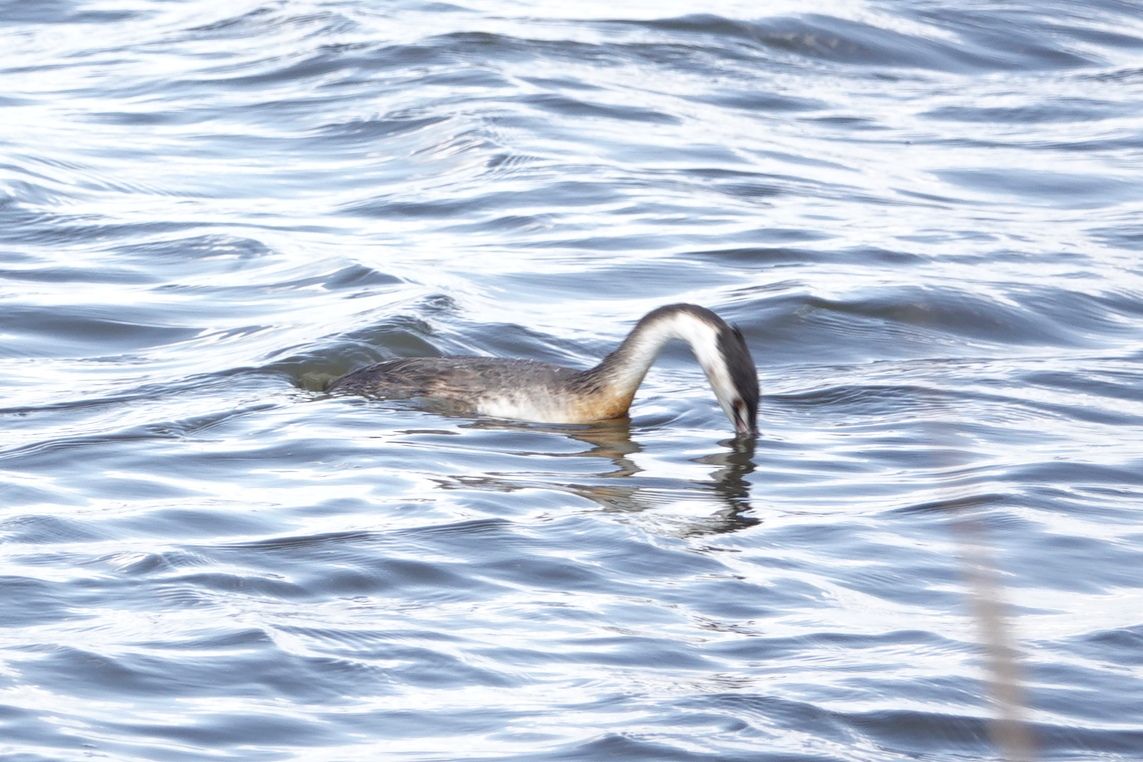 珍鳥だろうかカンムリカイツブリ アウトドア親爺の徒然日記 楽天ブログ