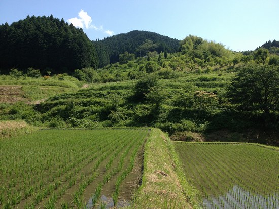 1水田風景550２.jpg