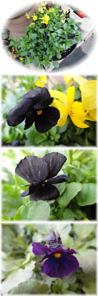 ブラックビオラの寄せ植え