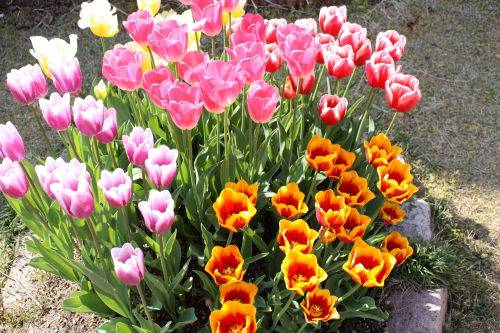 20150411-1-05.JPG