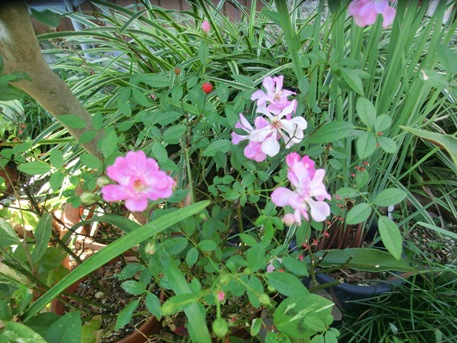 CIMG9260.jpg
