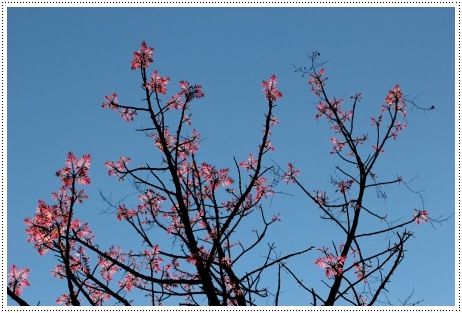 樹木公園-19 チャンチン 13.4.28