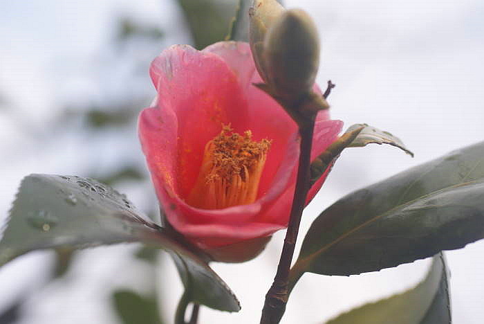0161DSC05035.JPG