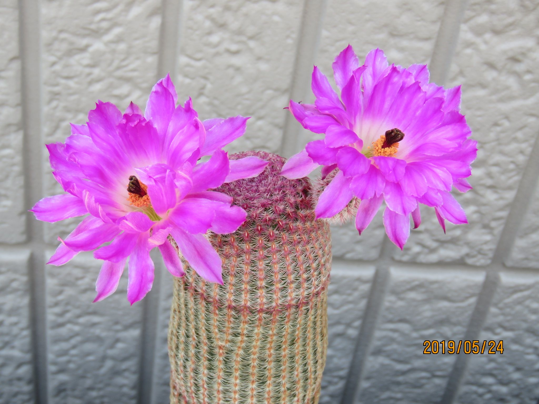 紫太陽さんの花 びびるタニサボ達 楽天ブログ