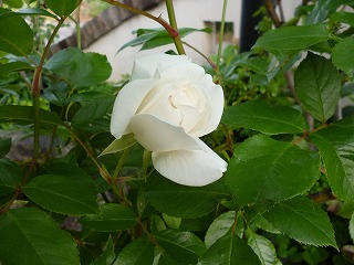 P1180348ss.jpg