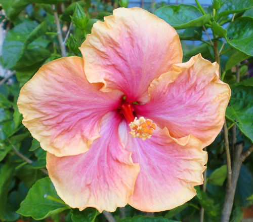 花の文化園ハイビスカス.jpg