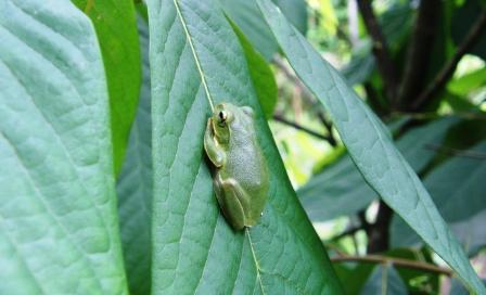 シュレーゲルアオガエル