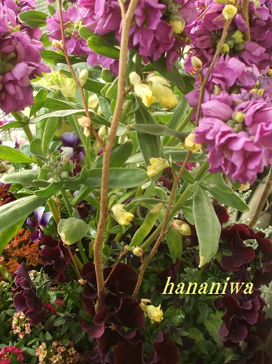 樹木の花.JPG