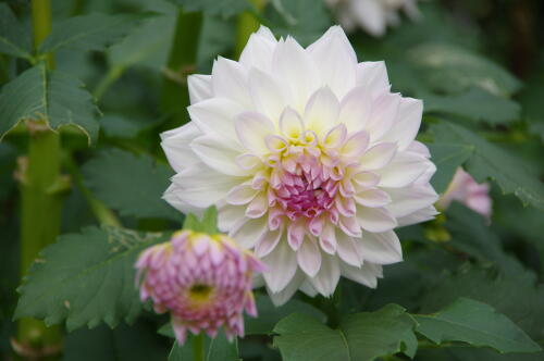 神代植物公園のダリア