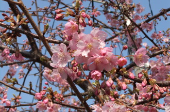 sakura2