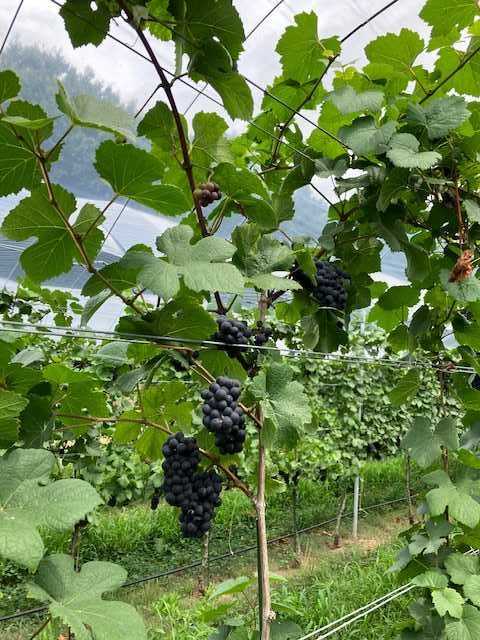 ヴィノーブルヴィンヤードに行って来ました! 小さな酒屋の看板娘 楽天ブログ