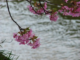 河津桜2