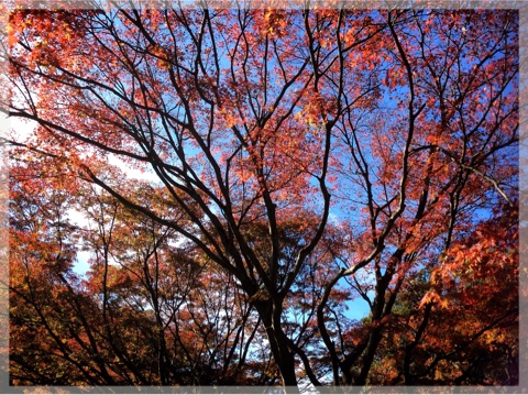 久良岐公園の紅葉