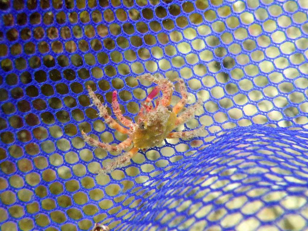 串本磯採集2023年7月上旬56　ノコギリガニ（Schizophrys aspera）