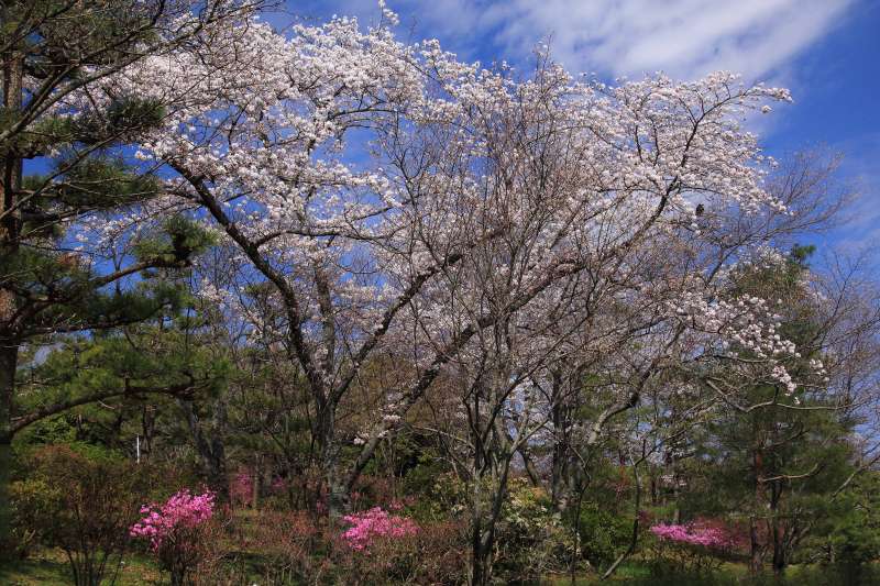 万博記念公園_007ミツバツツジと桜.jpg