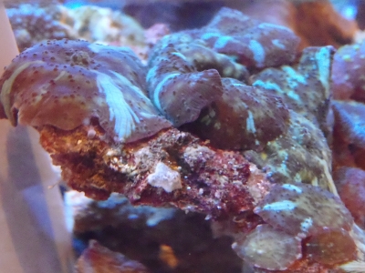 イソギンチャクモドキ科（Discosomatidae）の種2　ディスクコーラル