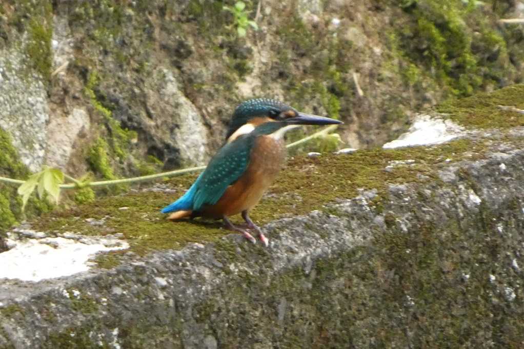 515